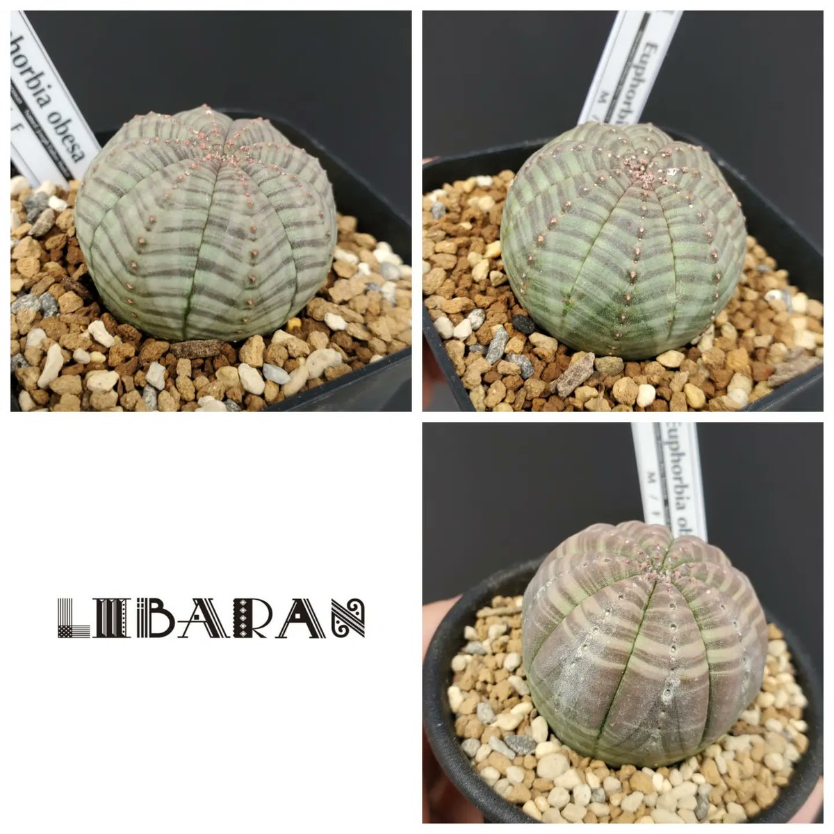 オベサ専門店～Libaran.Plants～ tweet media