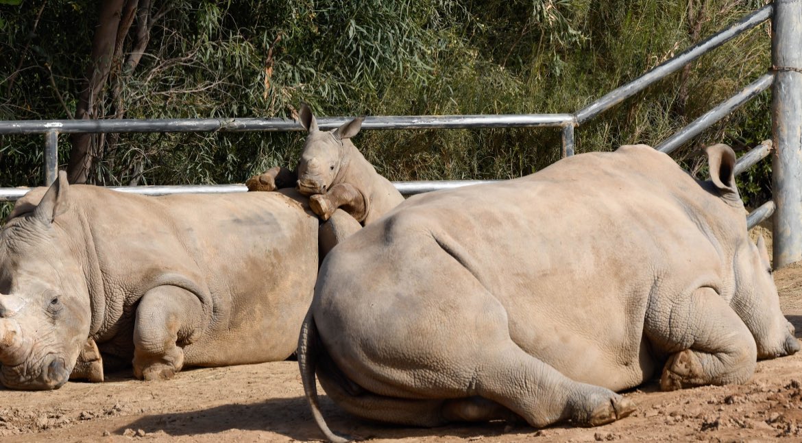 Masiki says “No naps on #sundayfunday” it’s going to be a great #zooweather day! Not too hot, not too cold, just right for enjoying the day at Wildlife World! 😊

#familyfun #zoofun #westvalleyaz #babyrhino
