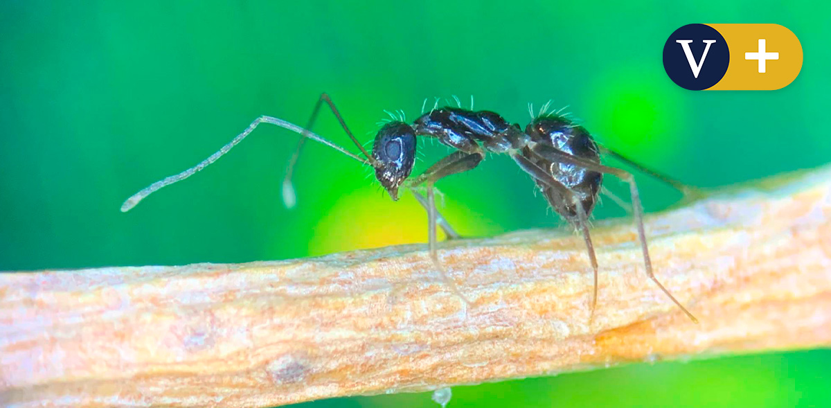 🟡#Lomásleído de la semana |
🐜La hormiga loca está invadiendo Barcelona: primeros nidos localizados en la plaza Catalunya

Fue erradicada del puerto, pero ahora han sido observados nuevos focos en Montjuic y el centro de la ciudad

✍️<a href="/JoaquimElcacho/">Joaquim Elcacho Clemente</a>
lavanguardia.com/natural/202403…