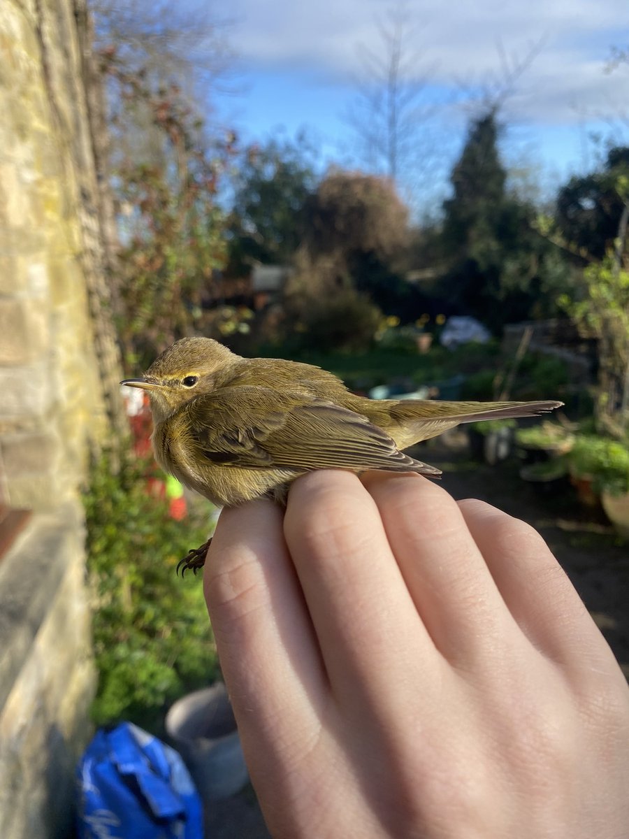 First Chiffchaffs of the year ringed, plus two Siskin controls in the same net round.