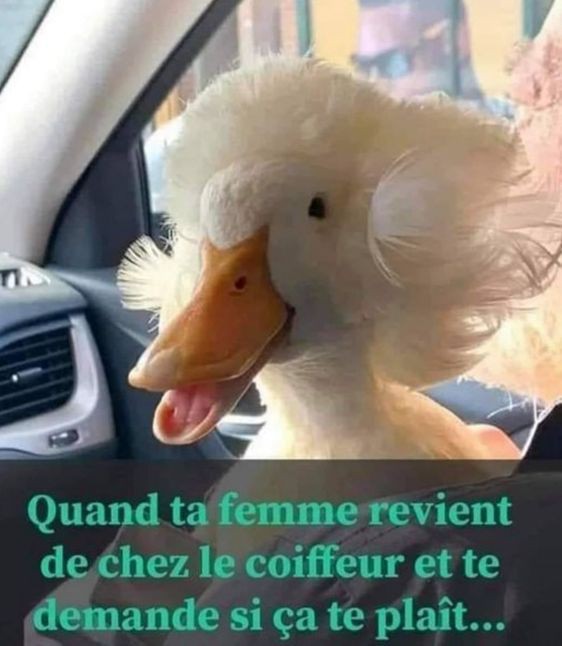 Crazy -Horse- Zembla 🙏🐺🐎❤️ tweet media