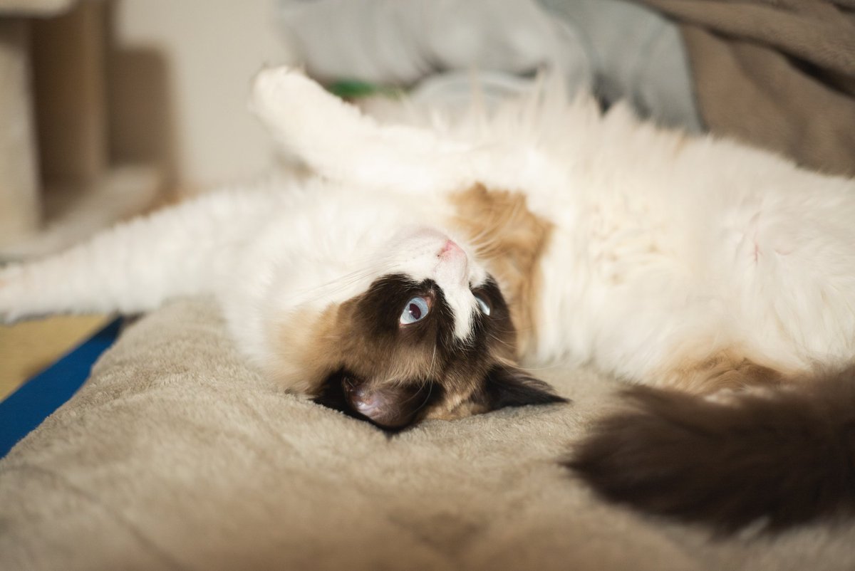 猫がいる幸せ
#猫のいる暮らし
#Leica