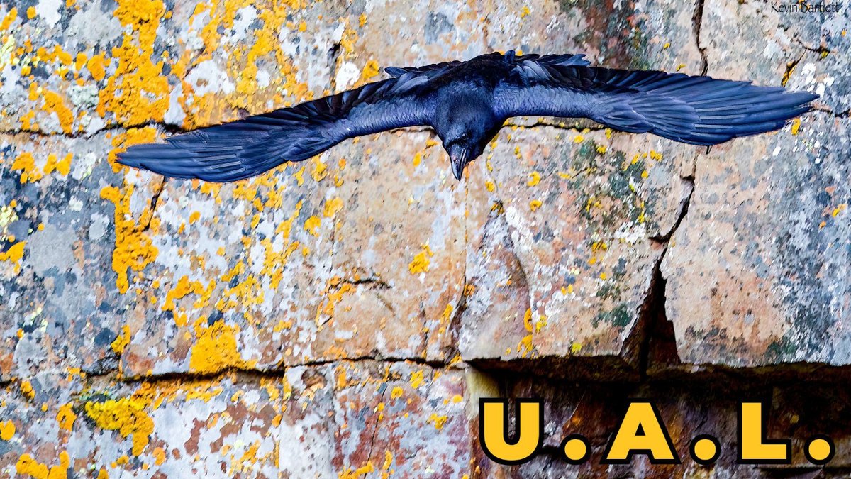 UNLIMITED ASSOCIATIVE LEARNING
The Origins of Human Consciousness and What it Means for Learning Professionals
Over the past 2 decades, Ginsburg and Jablonka have developed a novel approach to studying the evolutionary origins of consciousness... Read more bit.ly/4a5VIyO