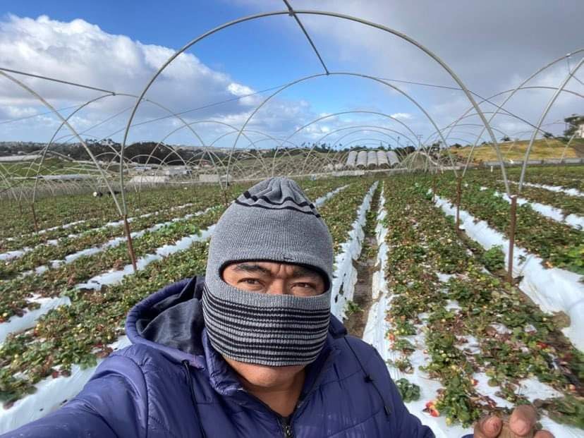 Adrián is working harvesting strawberries in Vista CA. He shares that the picking season is beginning late as many strawberries were spoiled by heavy rains. This meant many farmworkers we're out of work longer than expected and are worried about meeting basic expenses. #WeFeedYou