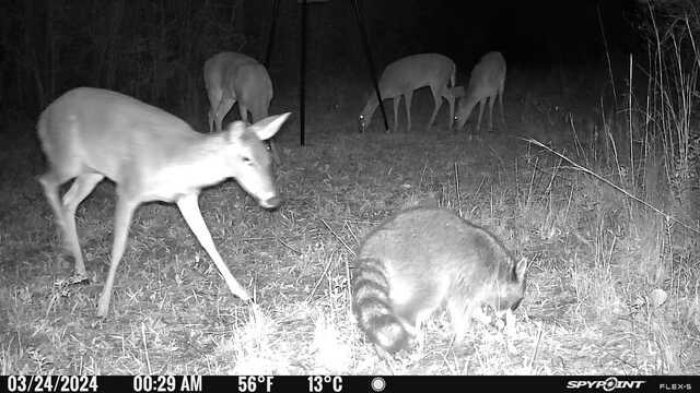 wrinklednips's tweet image. Back at the ranch❤️‍🔥

#spypoint #icanhuntitandcookit