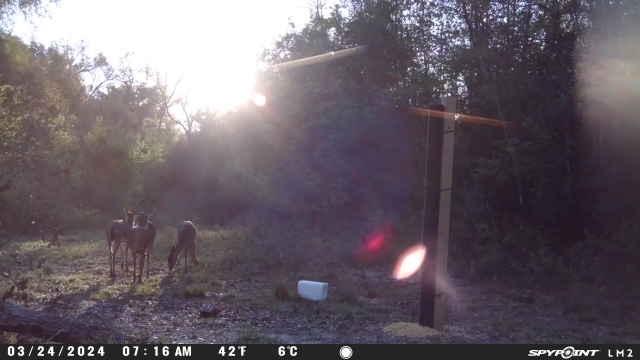 wrinklednips's tweet image. Back at the ranch❤️‍🔥

#spypoint #icanhuntitandcookit