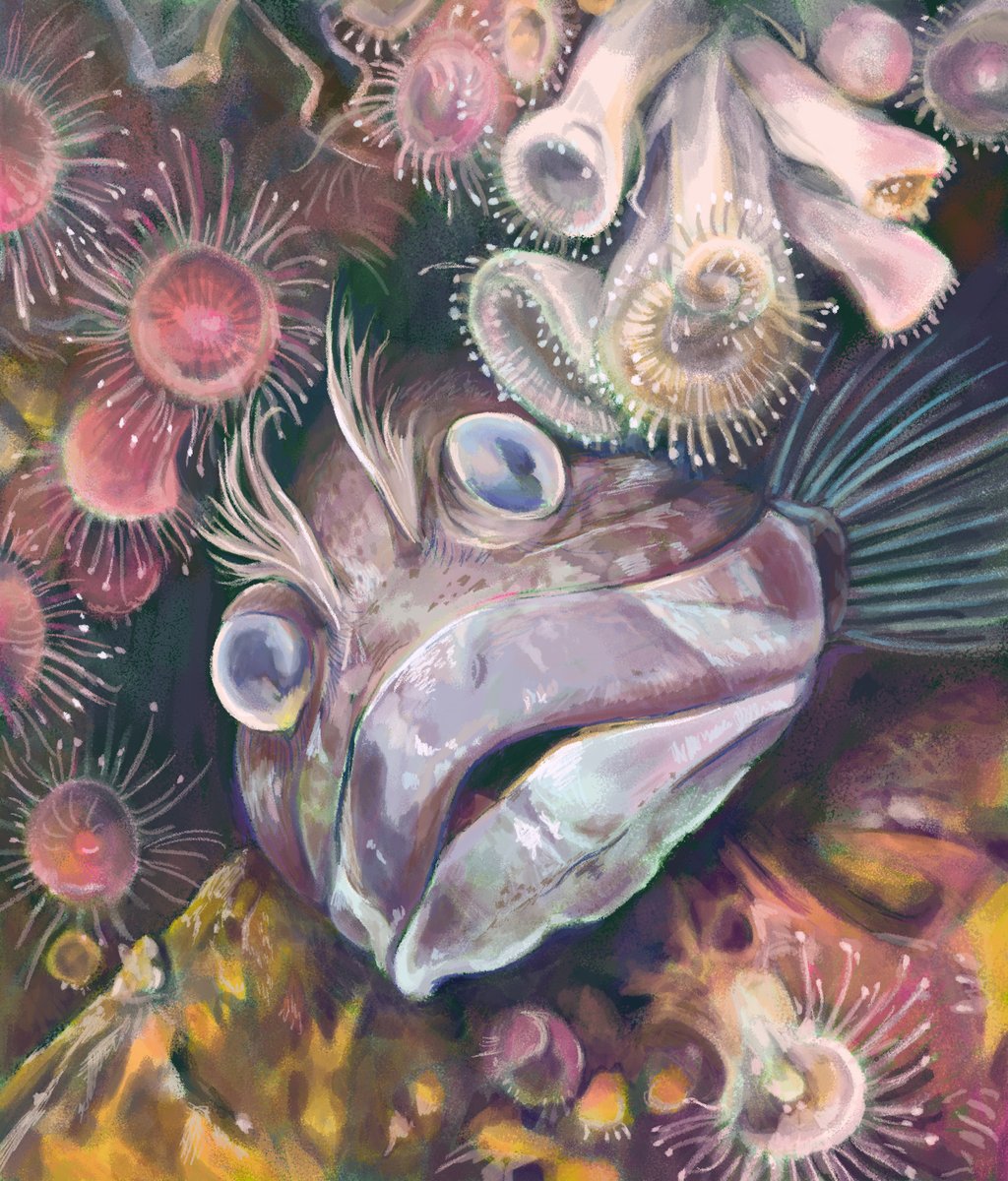 Sarcastic Fringehead #SundayFishSketch