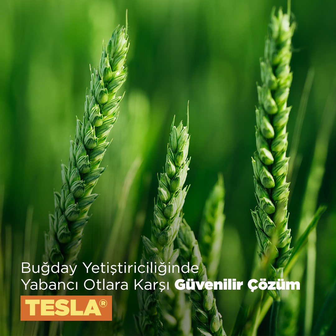 Buğday yetiştiriciliğinde karşılaşılan yabancı otlara karşı güvenilir çözüm: TESLA® 🌾 Bitki koruma ürünlerini dikkatli kullanınız. Kullanmadan önce mutlaka etiketi ve ürün bilgilerini okuyunuz. #Hektaş