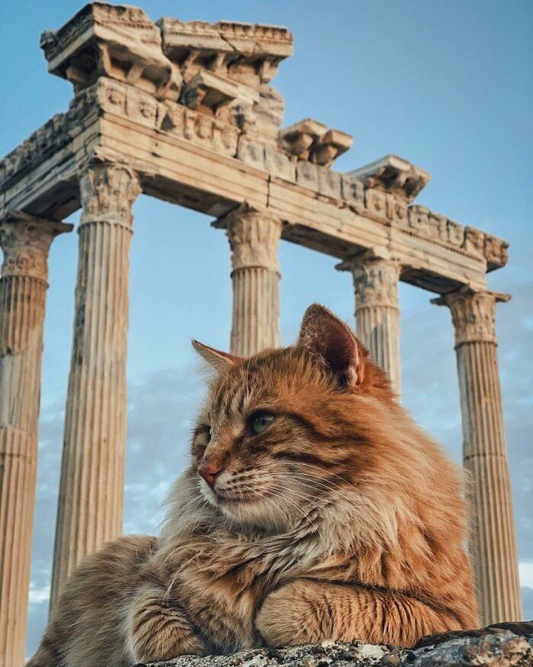 Apollon Tapınağı’nda bir Pisus. 🏛️Side, Antalya.