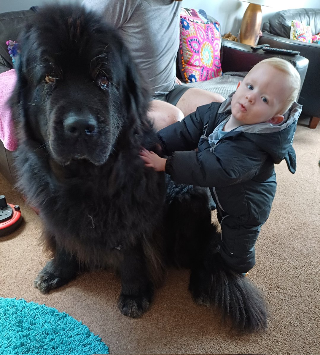 burrowingbolt's tweet photo. Koko loves it when friends visit 😍🐕👶😍 #dogsoftwitter #dogsofx #newf #newfoundland #friends #friendsmakelifebetter #koko https://t.co/zJwpMetbDM