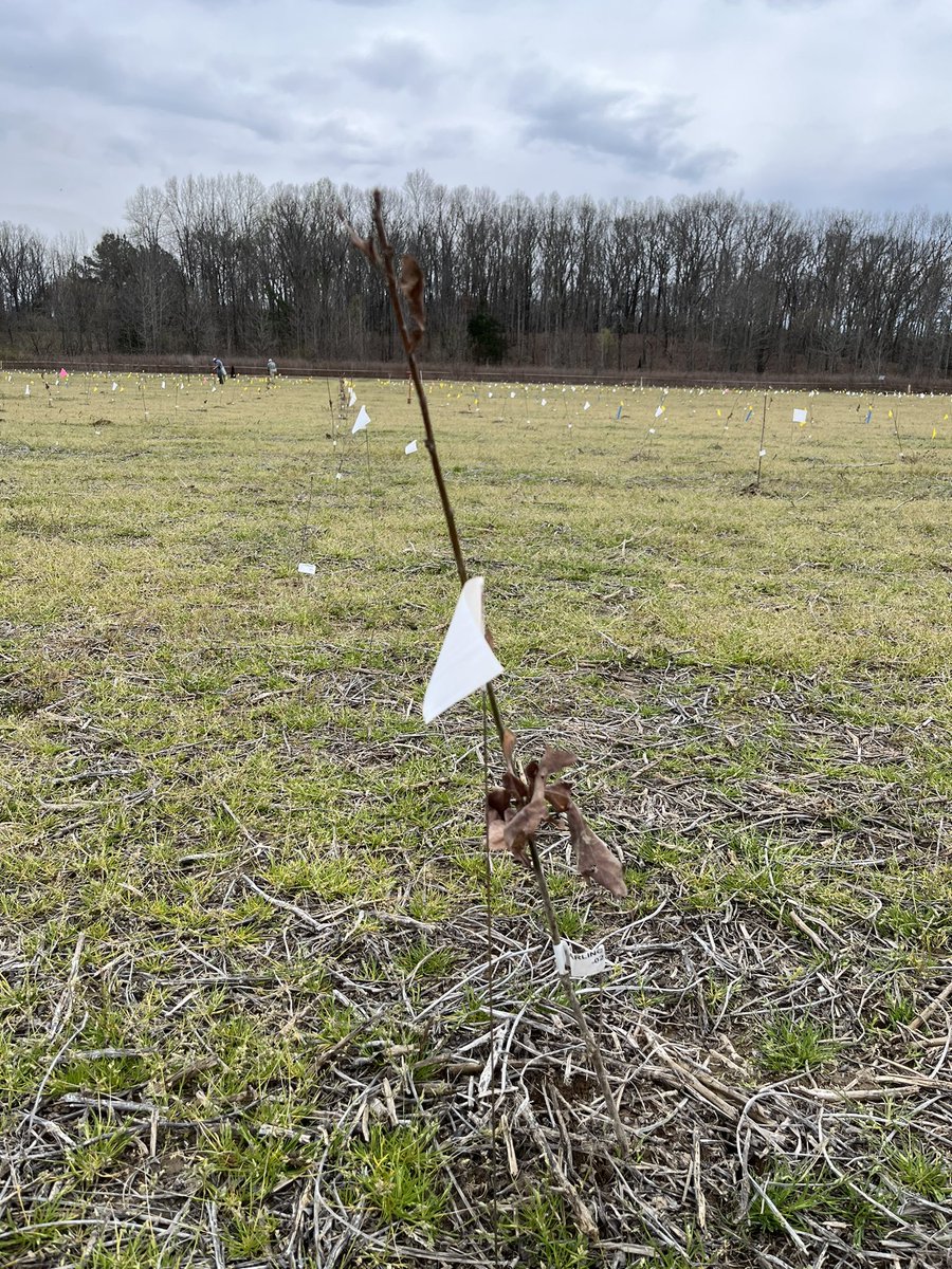 Finished planting 1200 white oak for a progeny test in northern Mississippi at Spirit Hill Farms. Should provide some great data and eventually a seed orchard to support the future of this amazing species. All part of a larger project coordinated by Laura DeWalk at UK