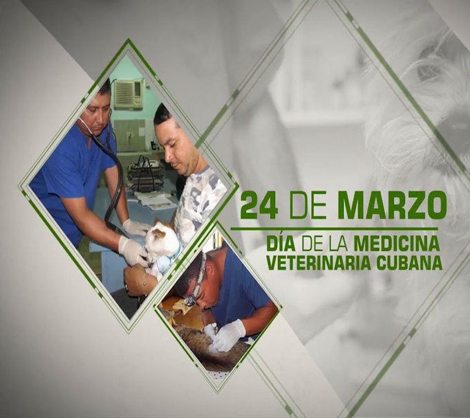 Felicitamos a todos los trabajadores que aseguran la Medicina Veterinaria en #Cuba en su Día. Una sociedad humana como la nuestra trata, a pesar del #BloqueoGenocida, de asegurar el bienestar animal. Ustedes son decisivos en ese empeño.