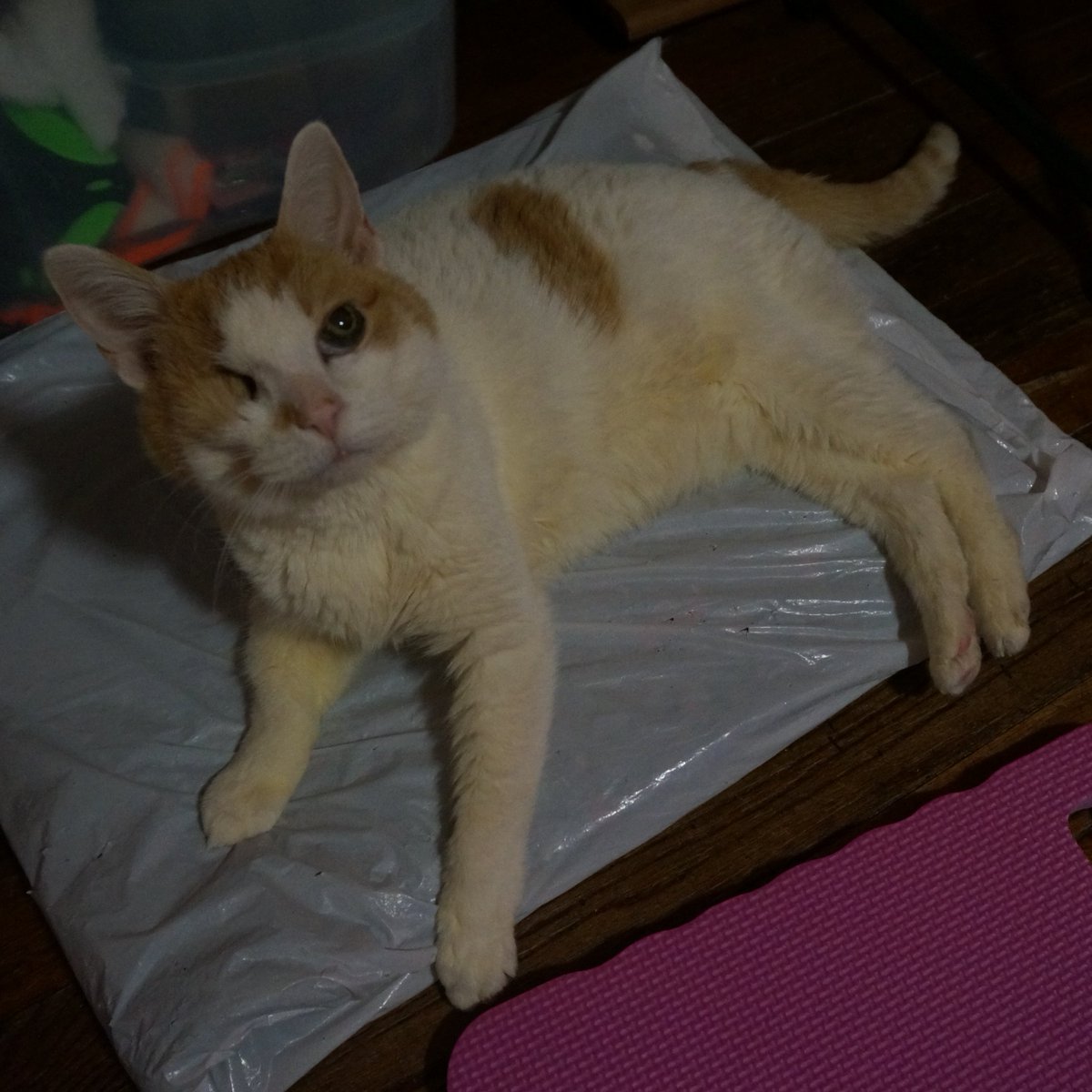 Nina & ⚔️ Angel (Warrior!)🤺 Pryncess ⚔️ (🌈OTRB) tweet media