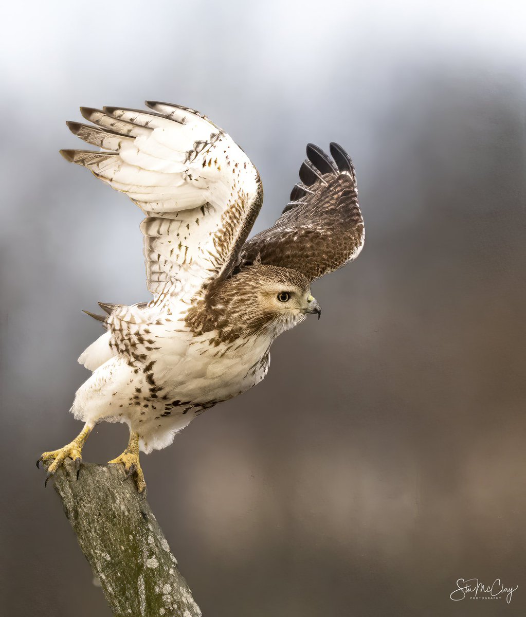 Got out early on a chilly morning and was rewarded with this juvenile Red Tailed Hawk.