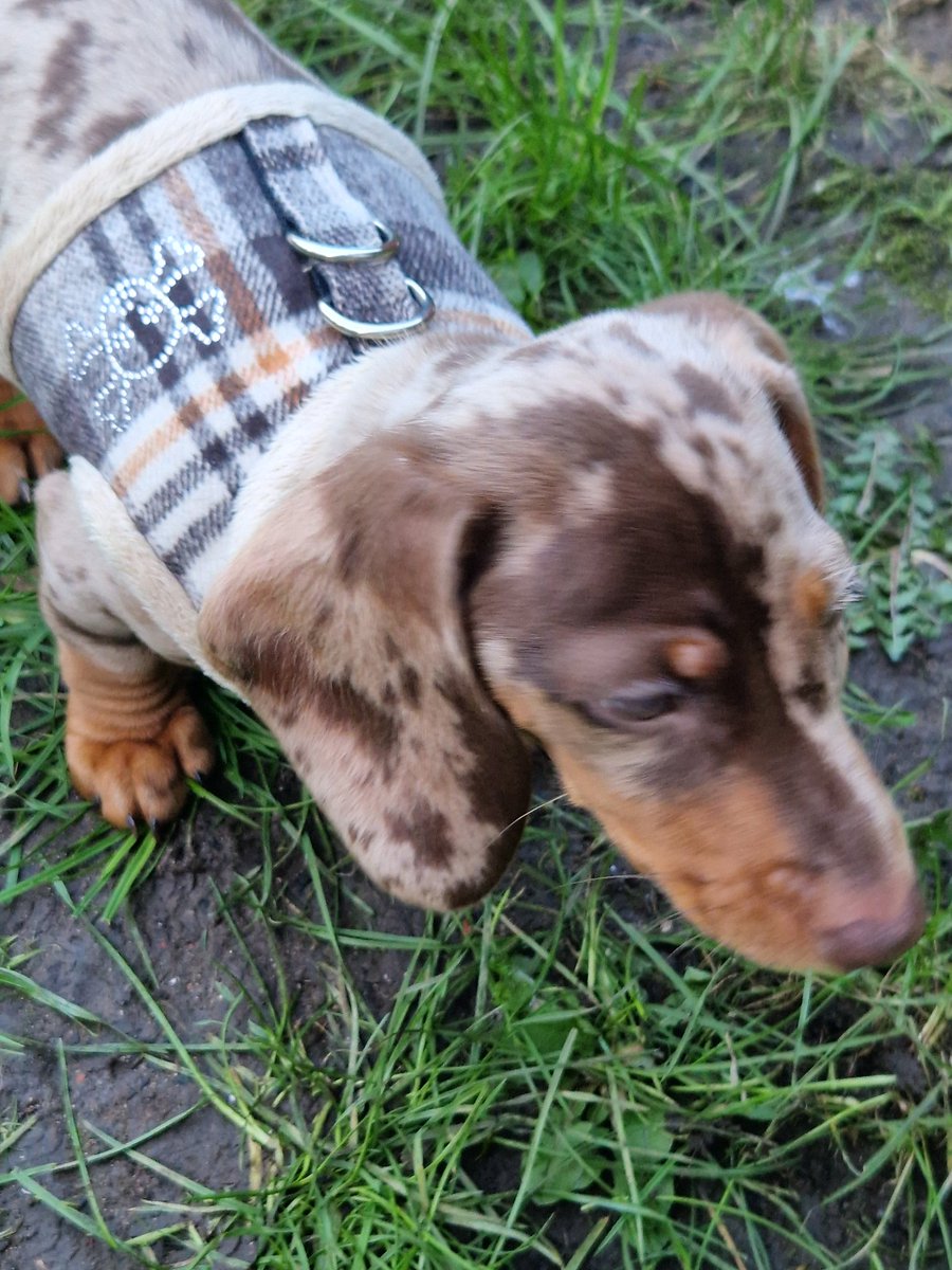 wendymurphymufc's tweet photo. Little Twix investigating 🤎🐶🤎
#puppy #everythingisnew #learning https://t.co/i9IvHSzZz3