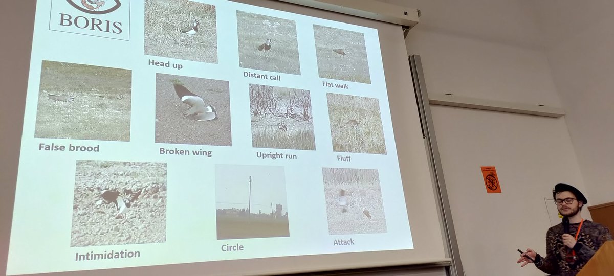 The most audacious 😁 presentation at <a href="/FM_EOU_2024/">EOU Fledglings Meeting 2026</a> by <a href="/dillenseger_g/">Guillaume DILLENSEGER</a>, on latitudinal patterns in nest defence behavior of lapwings 🦩🦤🦃 #EOUFledglings2024