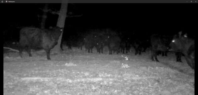 Mammal Research Institute PAS (@mribialowieza) on Twitter photo Little is known about wolf-cattle interactions in #Europe. 🐂🐺 Our new case study presents a successful anti-predator response, including grouping and chasing #behavior of #cattle against attacking #wolves. 🇳🇱 doi.org/10.1002/wlb3.0… <a href="/WildlifeBiol/">Wildlife Biology</a> Little is known about wolf-cattle interactions in #Europe. 🐂🐺 Our new case study presents a successful anti-predator response, including grouping and chasing #behavior of #cattle against attacking #wolves. 🇳🇱 doi.org/10.1002/wlb3.0… <a href="/WildlifeBiol/">Wildlife Biology</a>