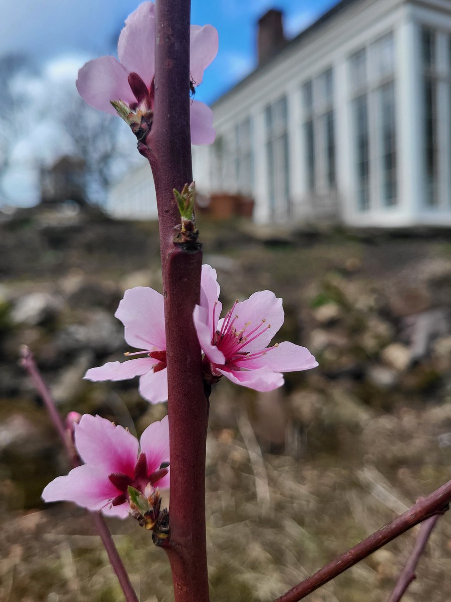 One of the recently planted Almond trees in the Pitchford Walled Garden with the Orangery as a backdrop #PitchfordHall #Blossom