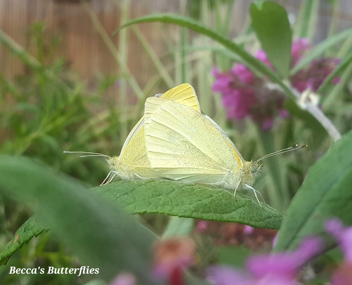 #SmallWhiteSunday - Hope you are all having a great #weekend 🦋🦋 #butterfly #butterflies #ButterflyForEveryDay