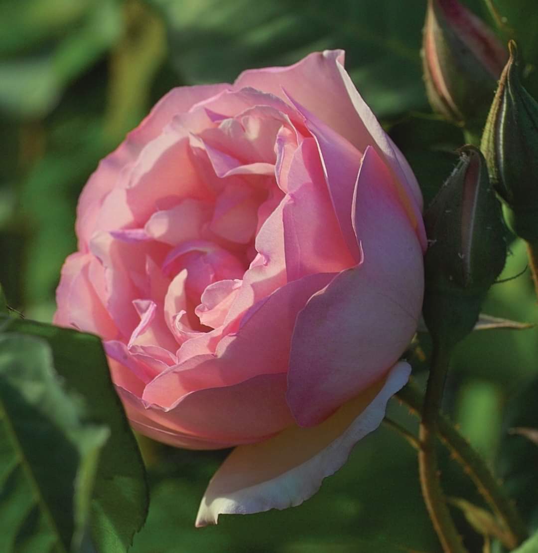 Today's rose is Duchess De Brabant, a Tea introduced by Bernede in 1857. Globose flowers of a warm pink, nodding and graceful on an elegant shrub. Long a favorite Tea rose, a buttonhole tradition with Teddy Roosevelt, and still found perhaps more than any other tea rose in