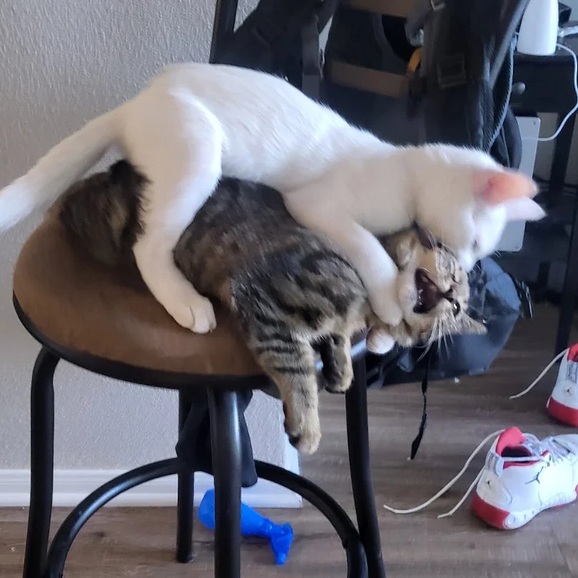 CHOMP