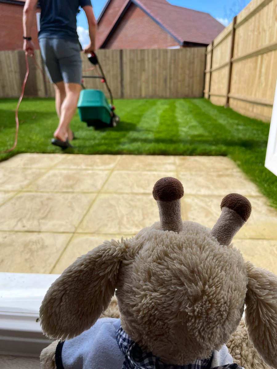 Taking inspiration from @chomper_TC and keeping the hooms busy while I make plans and supervise the mowing. Good stripes, Pops 👌🏻 (he’s got to earn the beer juice)