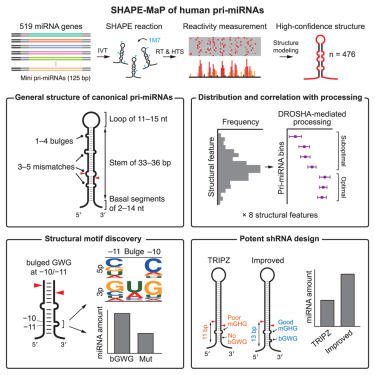 Structural atlas of human primary microRNAs generated by SHAPE-MaP dlvr.it/T4Y2Vk