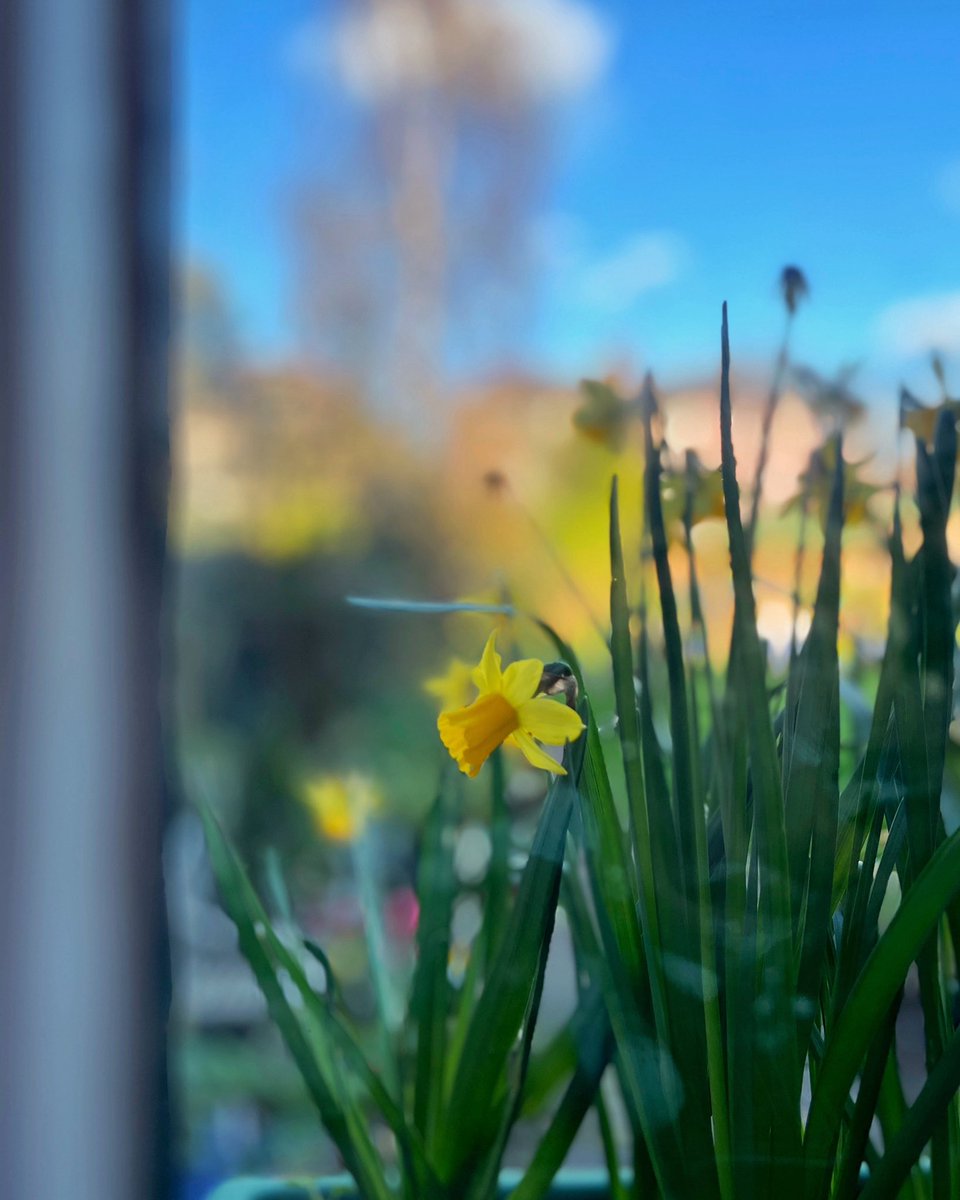 Window #flower #flowers #plants #view #window #lookout #lookingthrough #garden #glass #window #bluesky #spring #hope #sun #sunshine #light #bright #daffodils