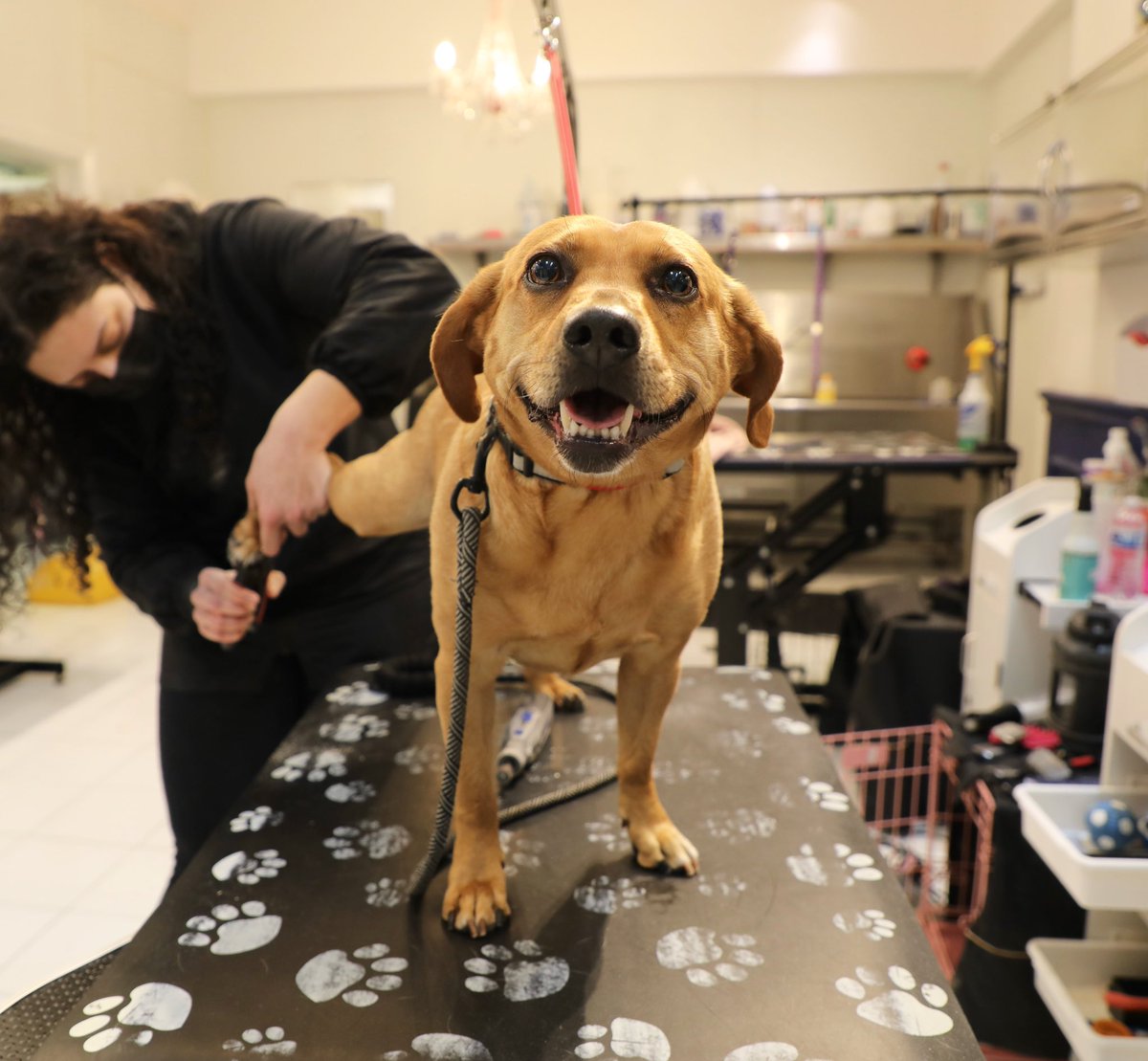 Did you know when you groom your pup at Vanderpump Dogs, you are directly supporting our rescue dogs?! What could be better than pampering your pup with a purpose?! ✂️ Book your pup’s grooming appointment now at vanderpumpdogs.org💈Our Vanderpups say thank you! 💖 🐕