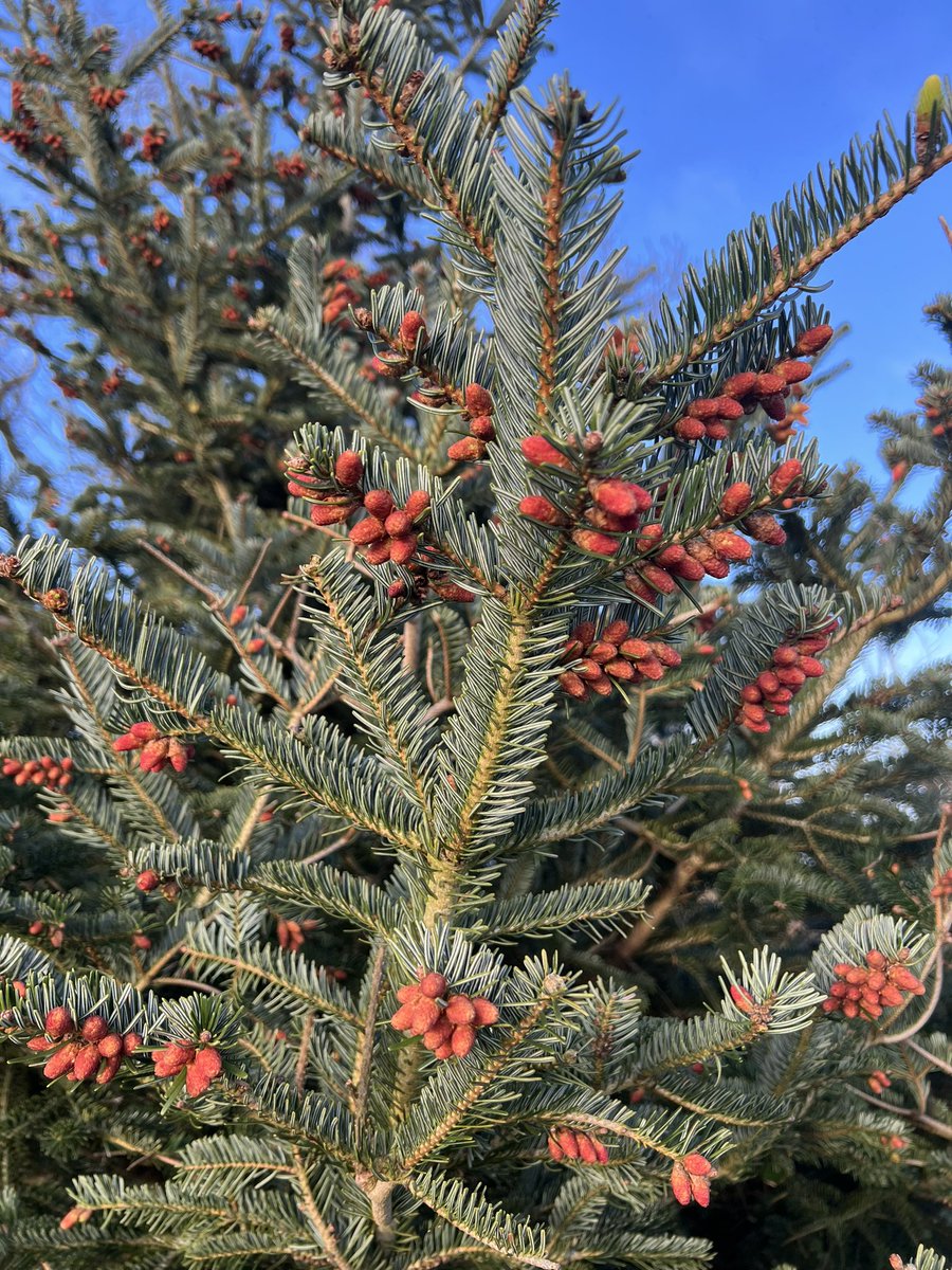 Christmas trees are prettier in Spring than at Christmas. 🎄