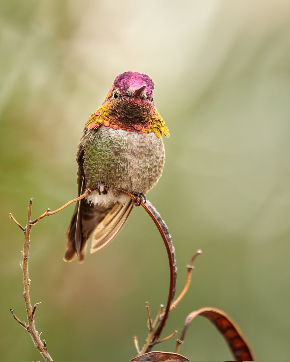 Anna's Hummingbird. . . I love how the colors of the gorget change with the angle of light from magenta to golden yellow. Photographed with a Canon 5D Mark IV & 100-400mm f/4.5-5.6L lens +1.4x III. #colorsofnature #birdphotography #birdwatching #hummingbird #teamcanon #canonusa