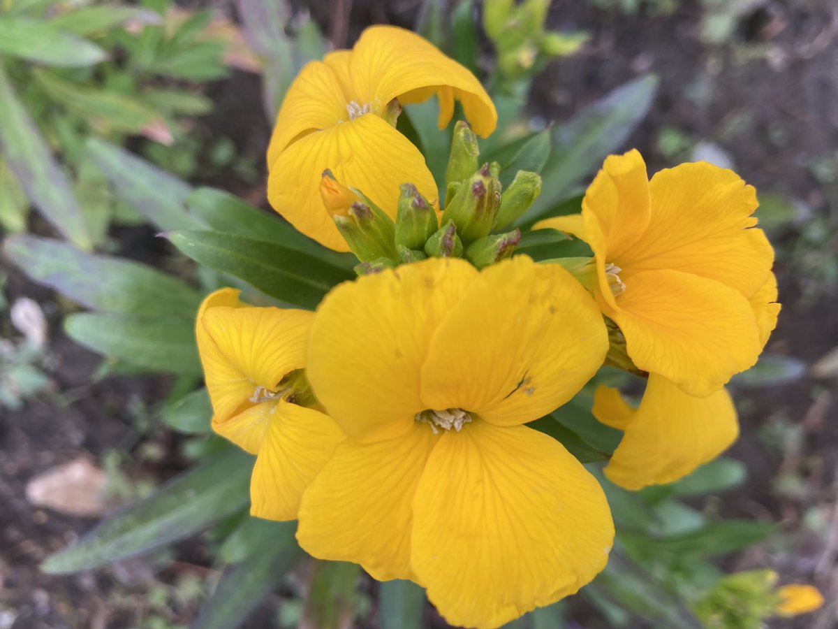 Yellow - the colour that always lifts my spirits #SundayYellow #GardeningTwitter