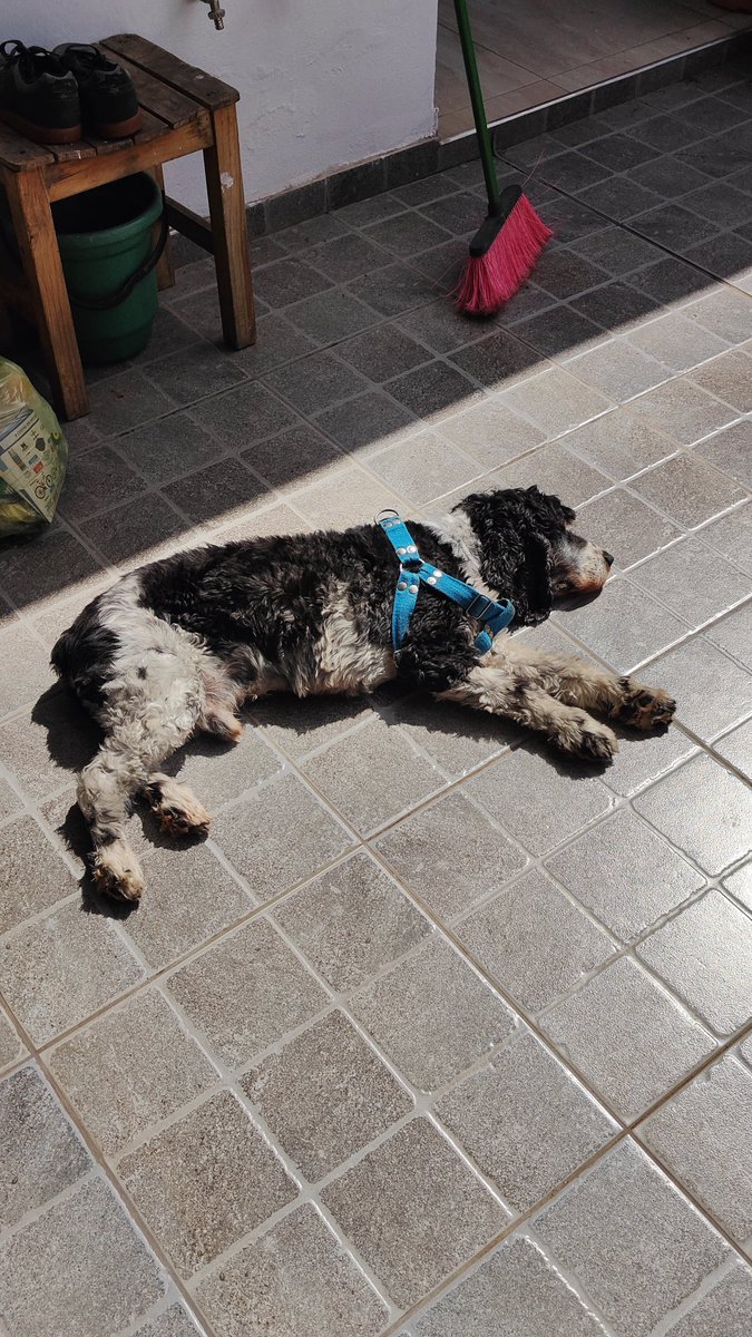 MarioCLP 💚💜🍿 tweet media