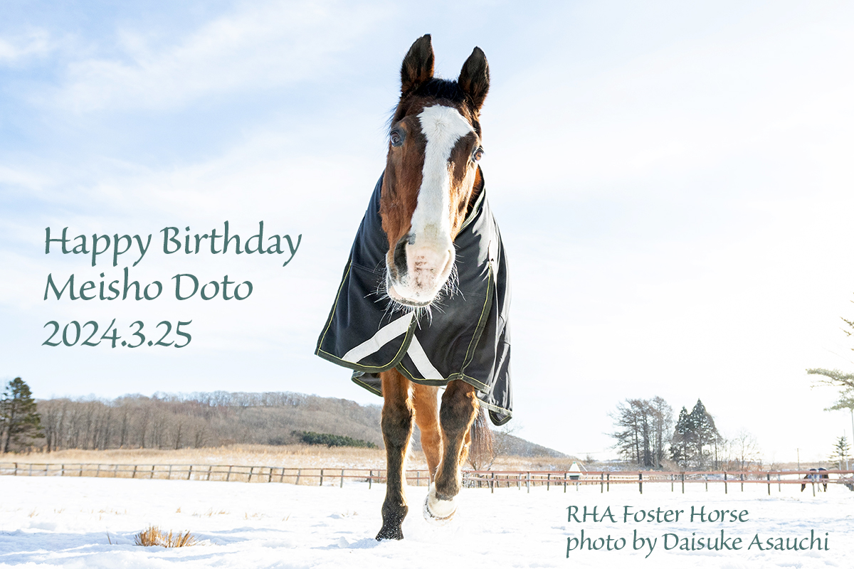 rhainfo's tweet photo. https://t.co/t08dJQNbKF
本日3月25日は #メイショウドトウ の誕生日です。28歳になりました🎂 ドトウ、おめでとう！ 疝痛からの術後、ひと月経ちました。無事誕生日を迎えることができ、本当によかった！ これからも元気で過ごせますように☺️
#引退馬協会 #フォスターホース https://t.co/5ki5I88lyC