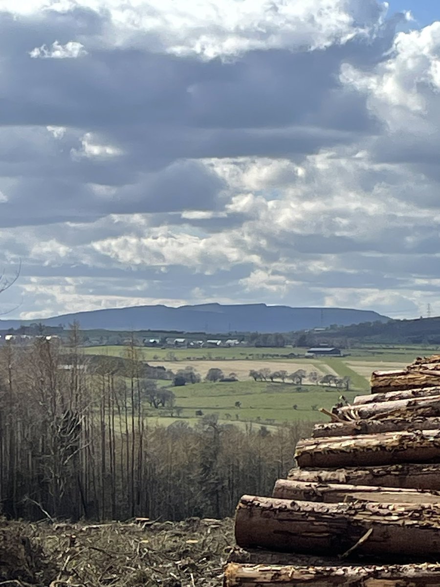 The felling in part of the wood is done and it has opened a new vista of #Simonside ridge #Northumberland