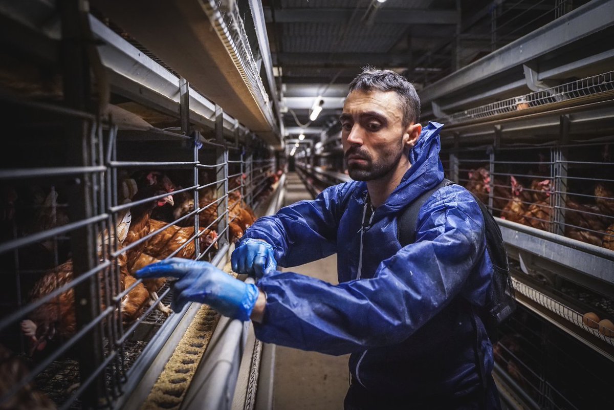 This is a photo I took of @joeycarbstrong when we visited a huge 'enriched cage' egg farm a while back. Witnessing animals suffering face-to-face like this can leave you feeling hopeless. How much do we honestly need to expose for people to wake up?  #vegan #animalrights