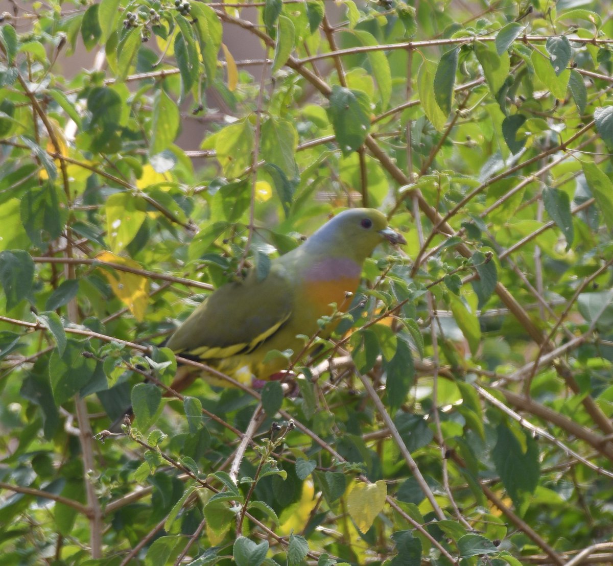 New find in ATR. First record with photographic evidence of Orange breasted Green pigeon in Amrabad Tiger Reserve.@ntca_india @TelanganaCMO @dobriyalrm @pargaien @rohithgopidi @