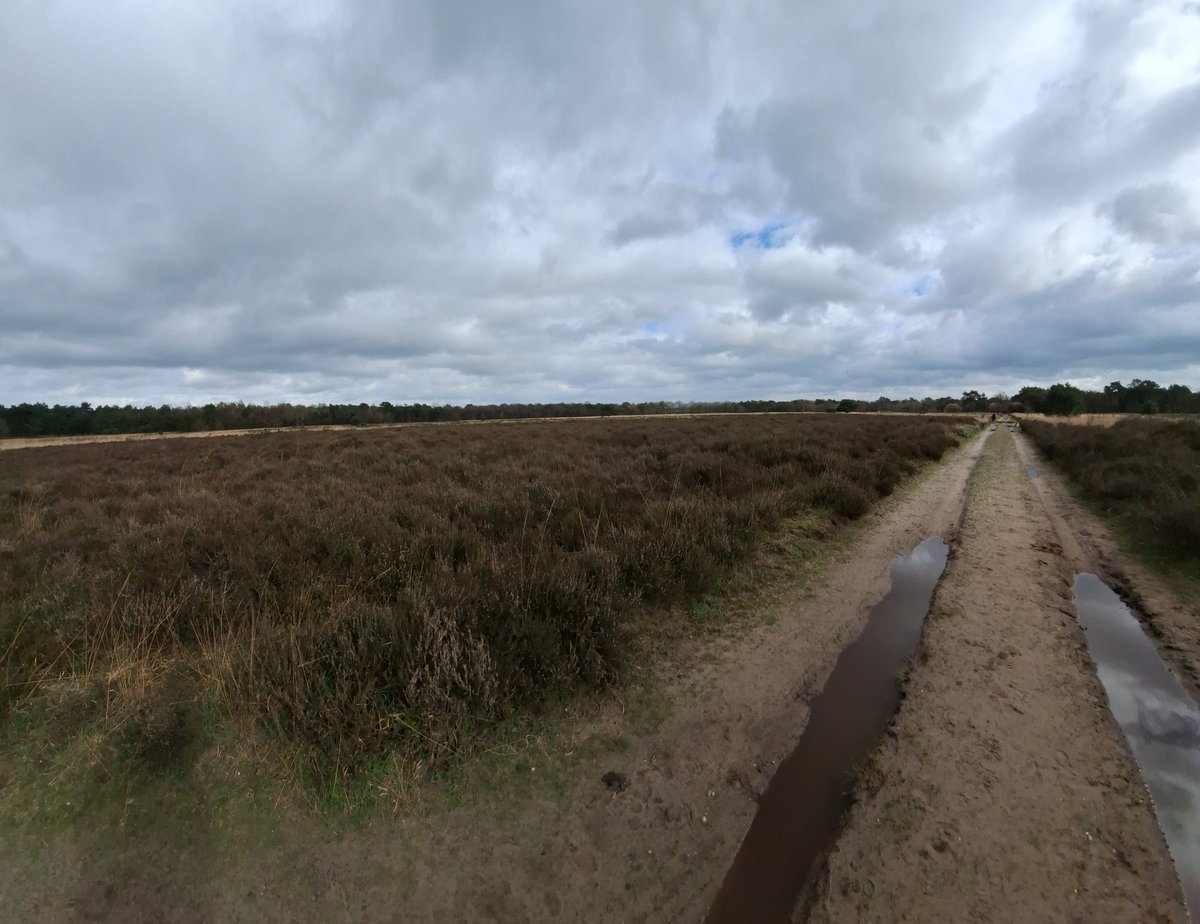 BasEnBobbie's tweet photo. Samen wandelen
Walk together
#wandelen #wandeling #samenwandelen #genieten #broertjes #lekkerlos #zonderhondenriem #walking #walk #walkingtogether #offtheleash #withoutdogleash #brothers #enjoy #rescuedog #rescuedogs https://t.co/ybw2usDb1a