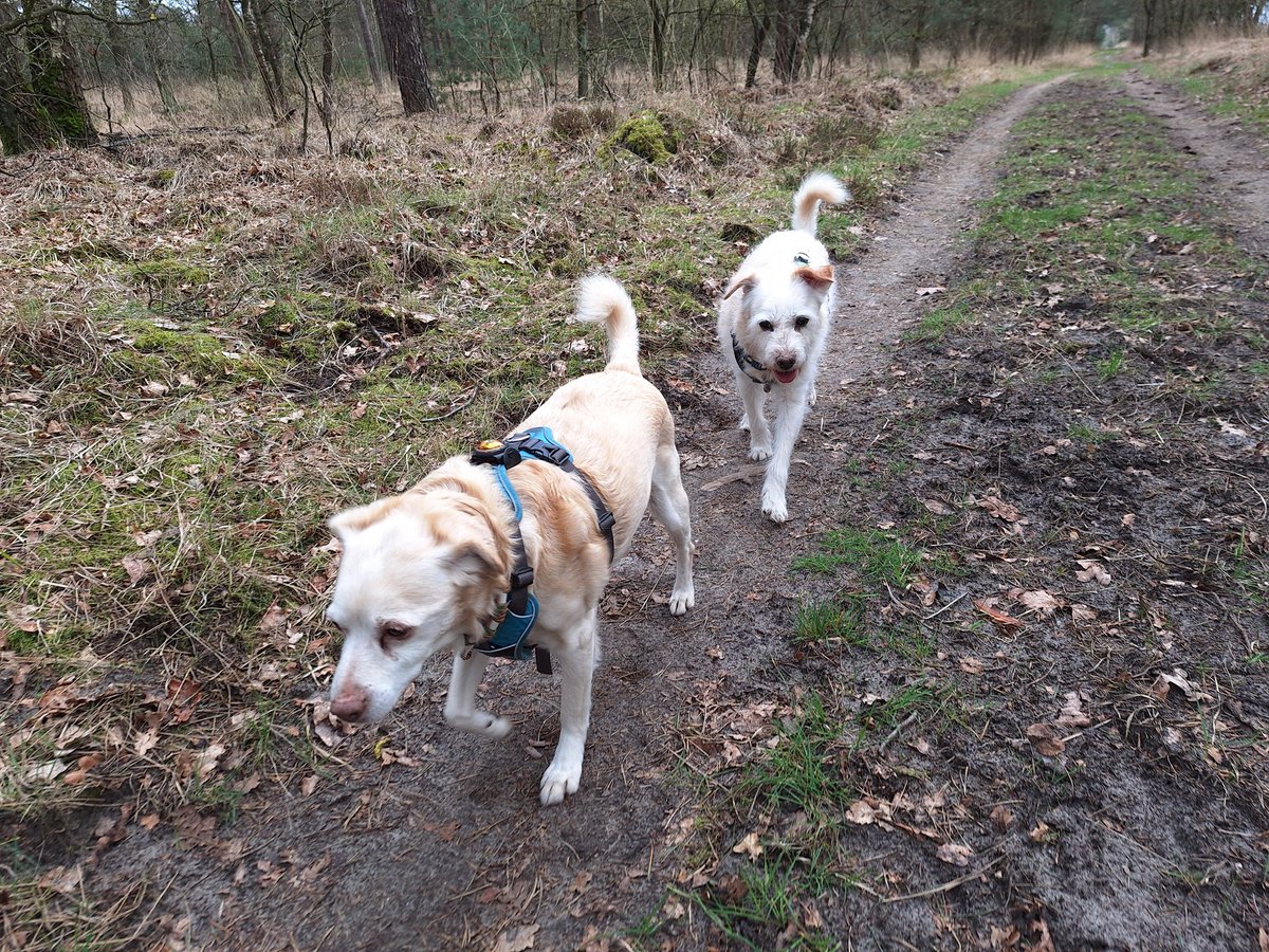 BasEnBobbie's tweet photo. Samen wandelen
Walk together
#wandelen #wandeling #samenwandelen #genieten #broertjes #lekkerlos #zonderhondenriem #walking #walk #walkingtogether #offtheleash #withoutdogleash #brothers #enjoy #rescuedog #rescuedogs https://t.co/ybw2usDb1a