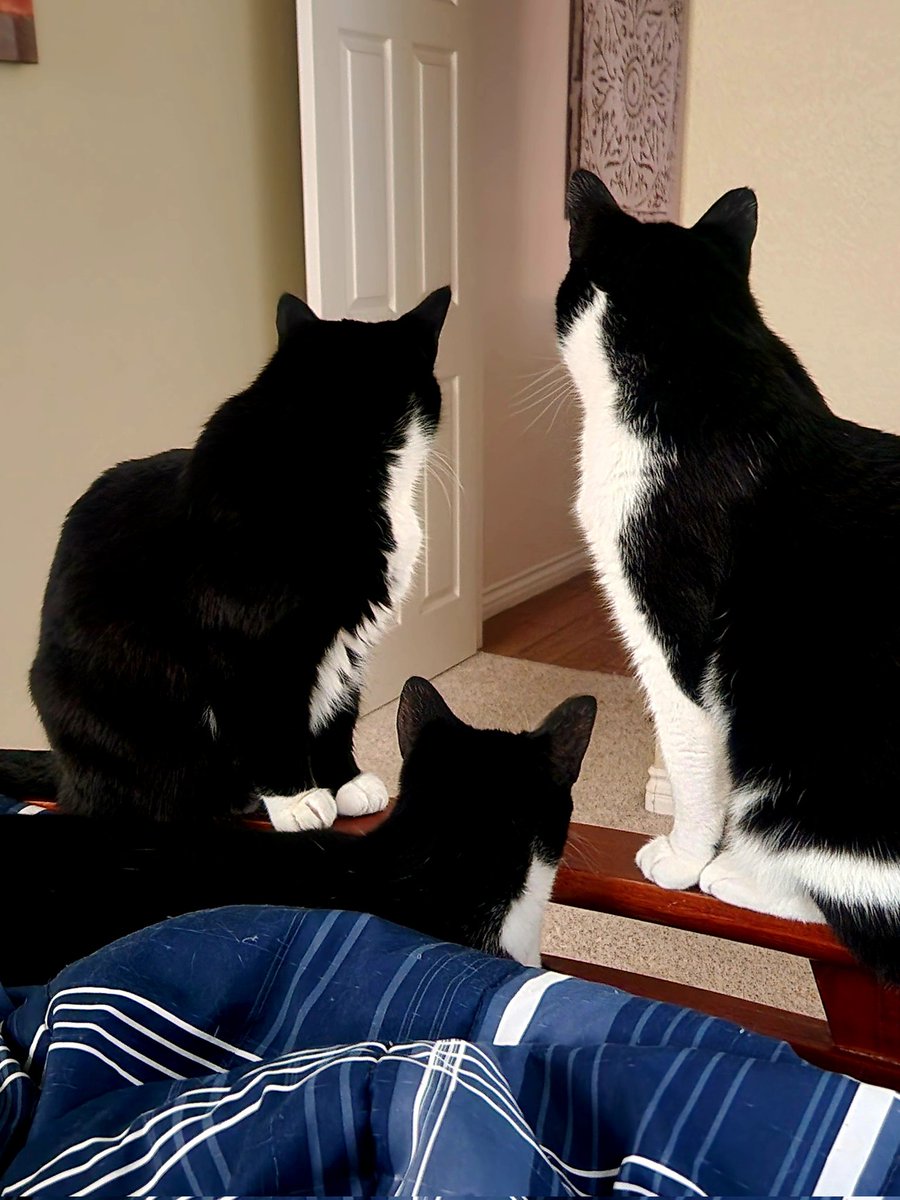 I wonder what they're hearing😻😻😻
#figaro #shadow #kitten #spike #catslife #tuxie #tuxiegang #tuxiesrule #tuxedocats #gingerkitty #bondedbrothers #CatsLover #BondedPair
#tuxedocat #caturdaycuties #AdoptDontShop #lovemycats #whiskerswednesday