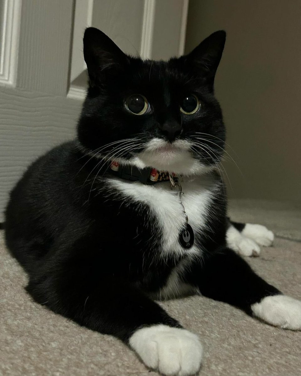 contents that ll heal your depression 🌻 (@catshealdeprsn) on Twitter photo 