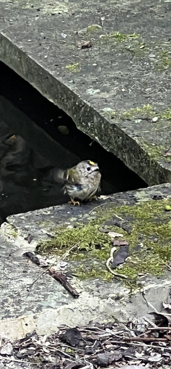 Gerard Maguire tweet media