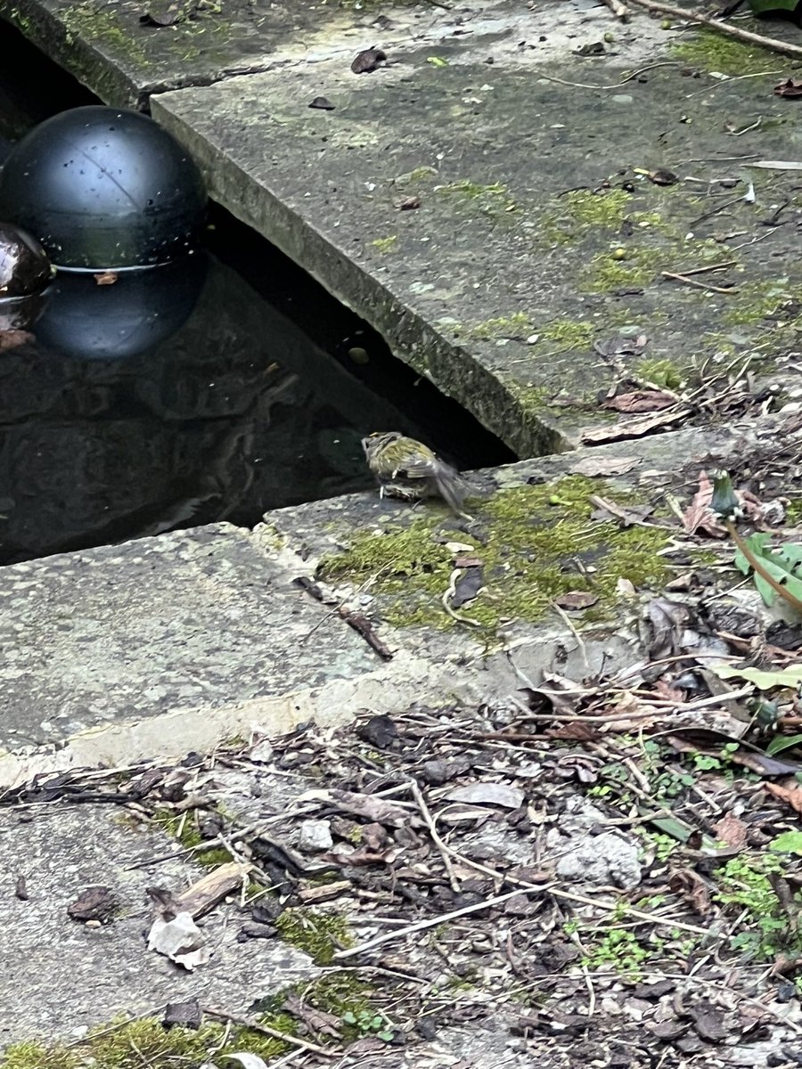 Gerard Maguire tweet media