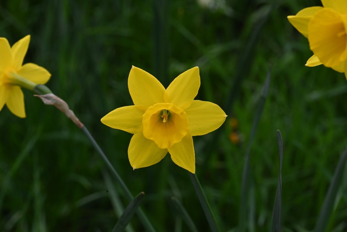 Lovely dafs in the #churchyard #stalbans #YELLOW #Nikon #narcissi