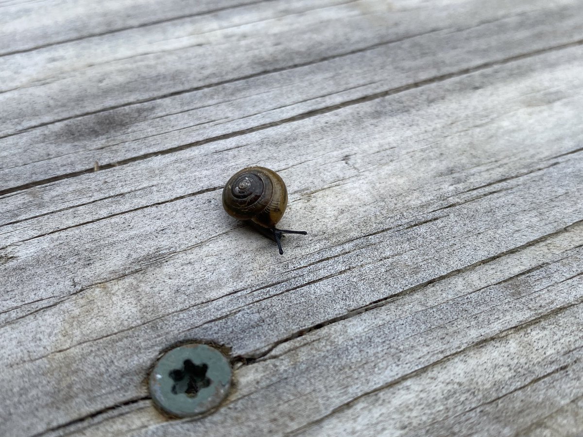 snaild_it's tweet image. Lots of friends in the garden this morning