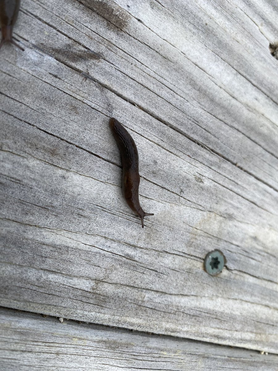 snaild_it's tweet image. Lots of friends in the garden this morning