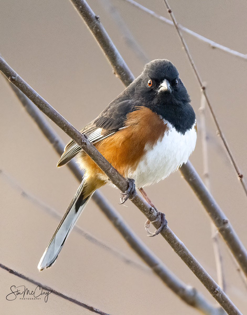 Eastern Towhee.