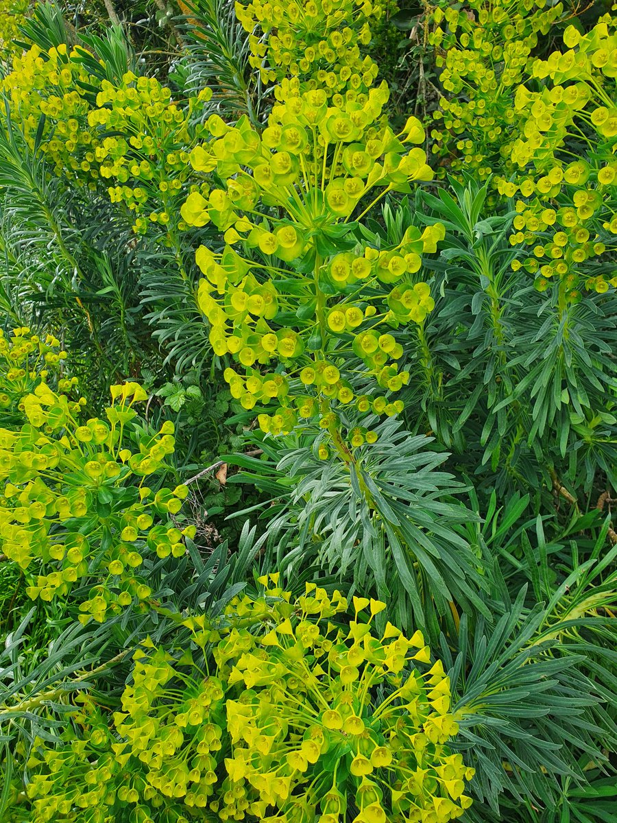 sarahbeattiegra's tweet photo. 2nd #FlowerReport from #SWFRANCE #Springing https://t.co/RaJk71qaxn