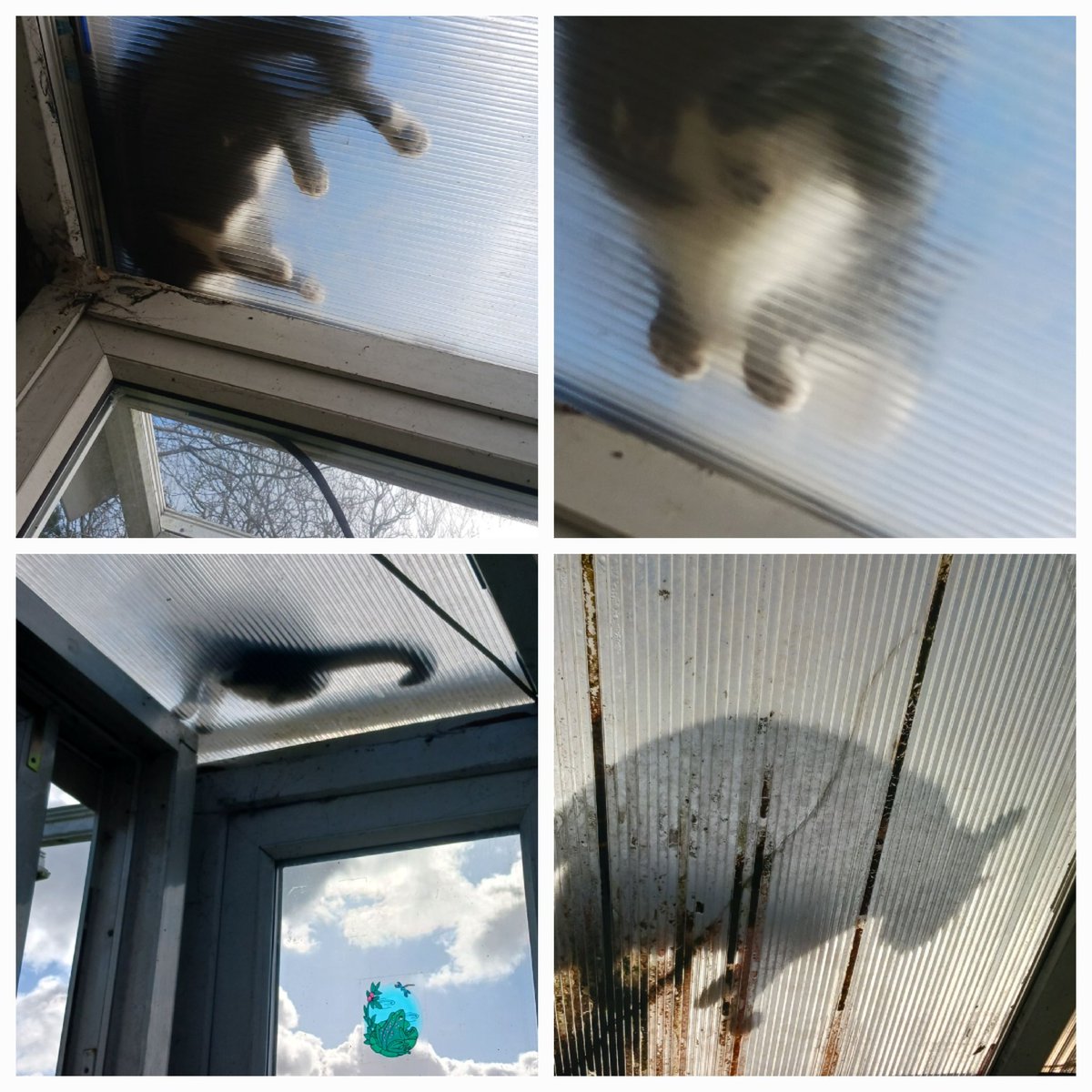 SkullPrint3's tweet photo. #findmycatchallenge🏆
Level: get off the greenhouse roof you twat https://t.co/VRQhQatIaH