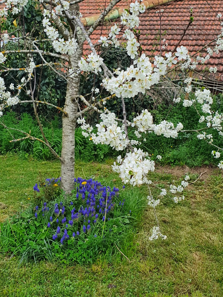 sarahbeattiegra's tweet photo. 2nd #FlowerReport from #SWFRANCE #Springing https://t.co/RaJk71qaxn
